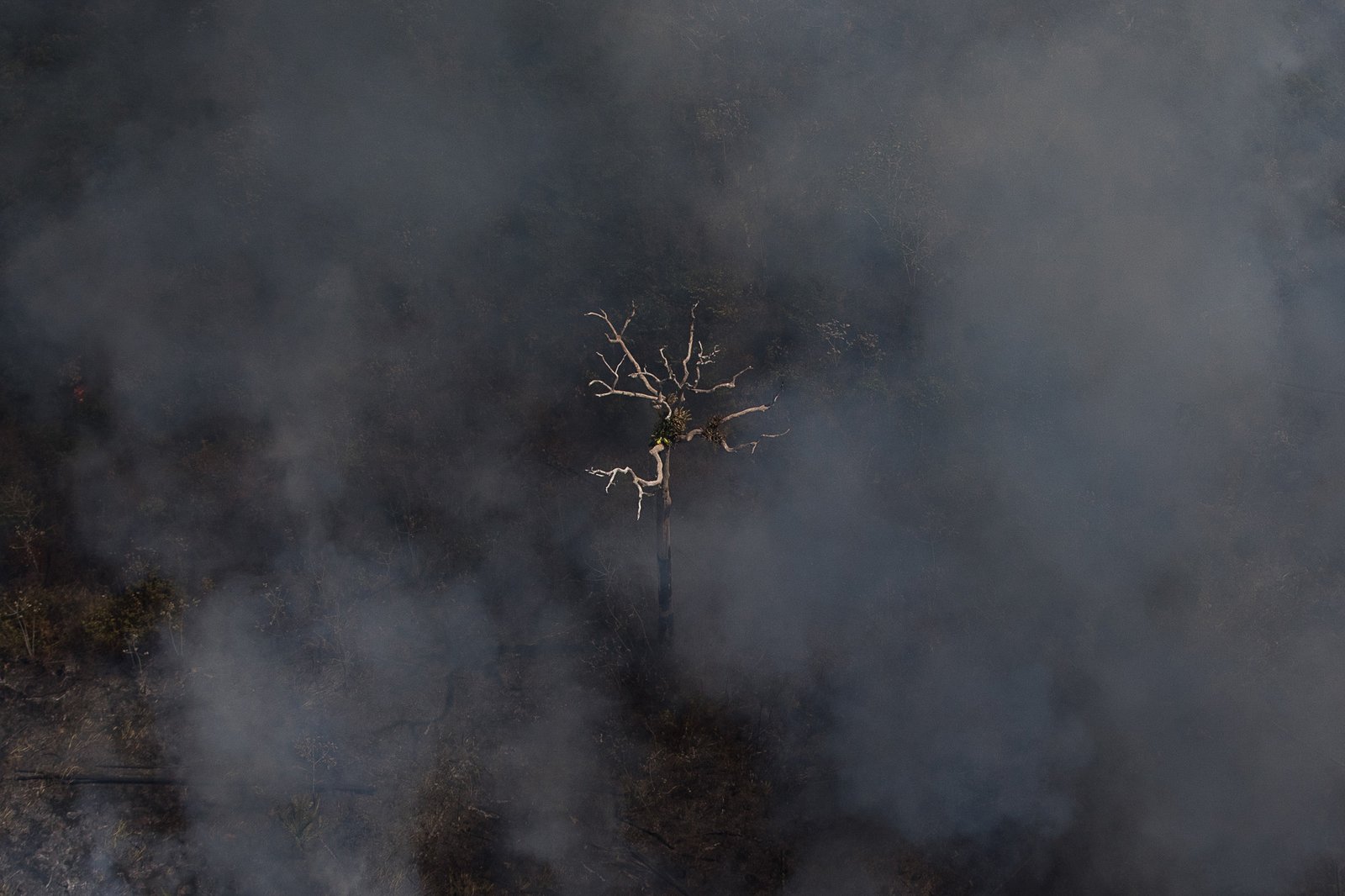 Vista aérea de uma árvore seca em meio à fumaça de queimada na Floresta Nacional do Jacundá, em Rondônia