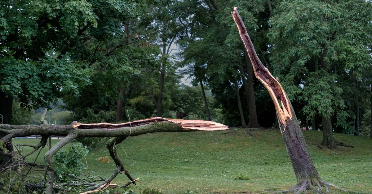 Tronco de árvore partido ao meio e caído sobre gramado de parque