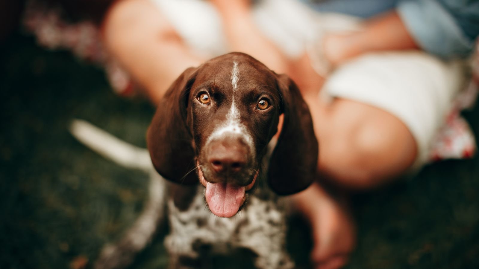Cão filhote olhando para a câmera, ilustrando evento de adoção de pets