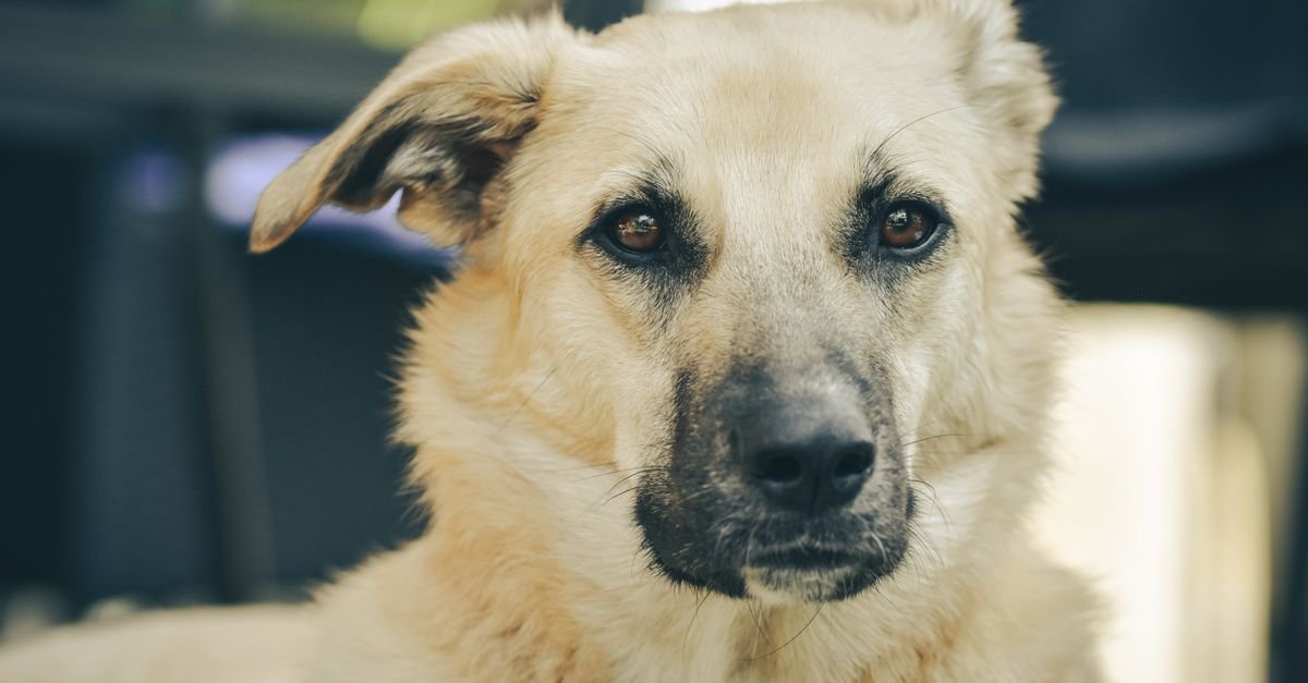 Cão de porte médio e pelagem clara olhando para a câmera em ambiente externo