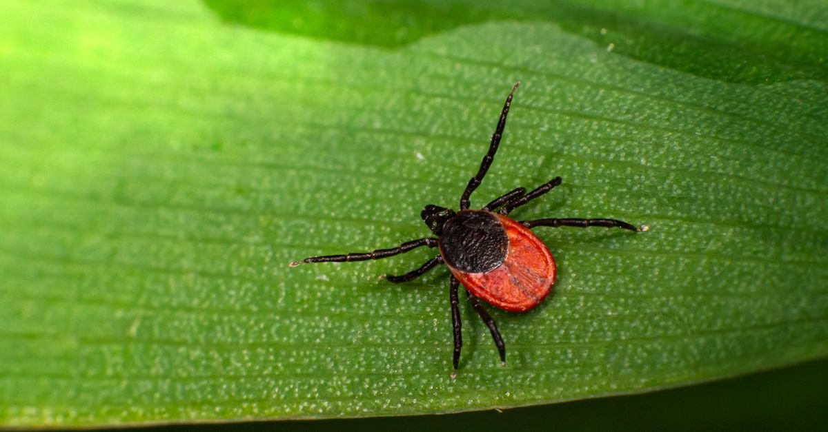 Carrapato sobre uma folha verde, em imagem ampliada