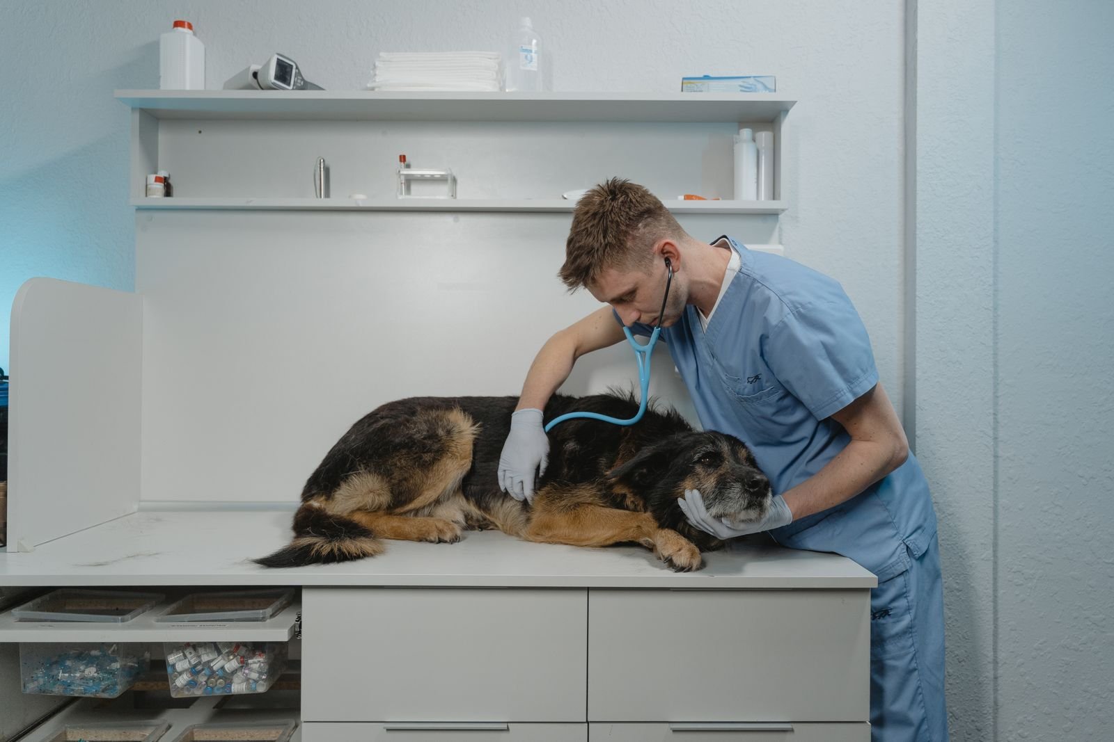 Veterinário de uniforme azul examina com estetoscópio um cão pastor deitado sobre a mesa de uma clínica
