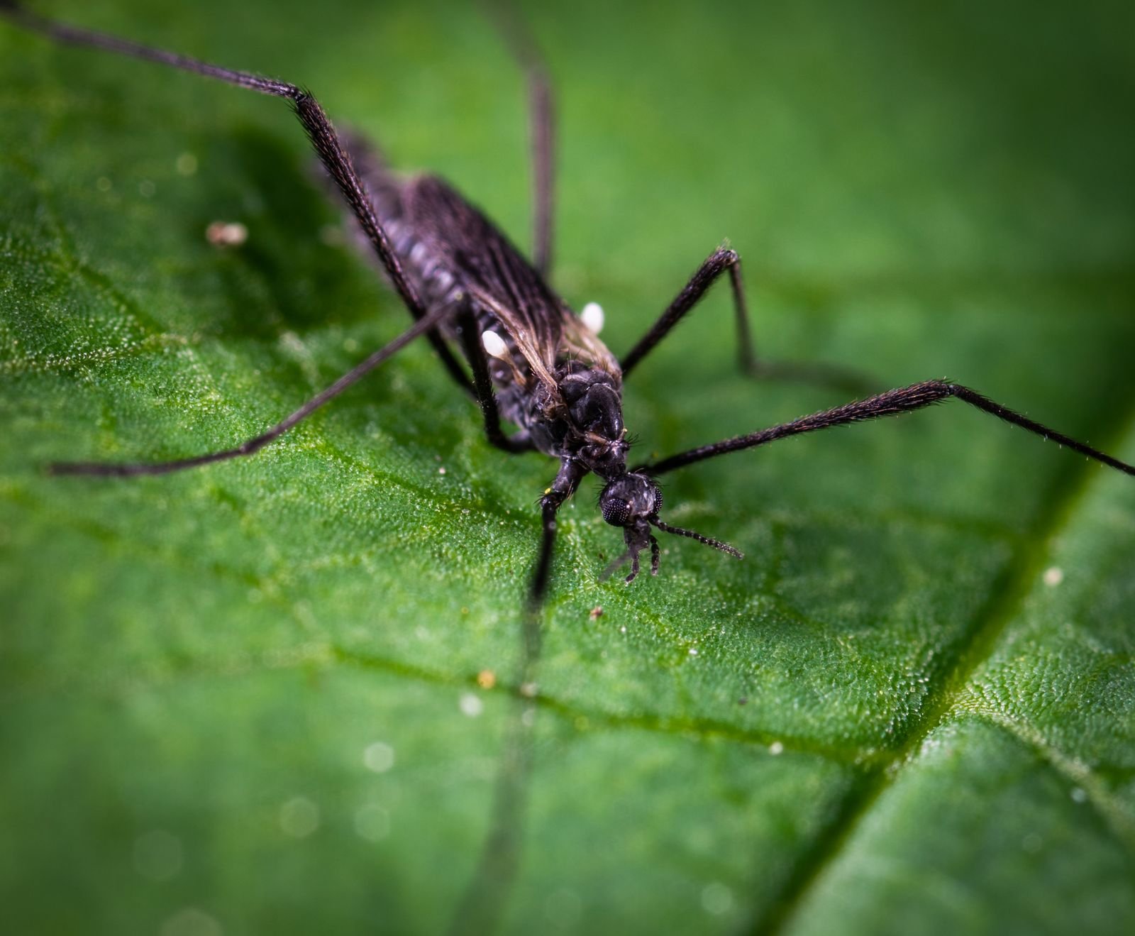 Mosquito pousado sobre uma folha verde, em foto macro