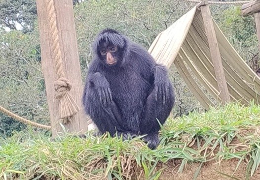 Zoo de Brasilia recebe macaco-aranha em programa de conservacao