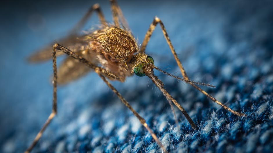 Mosquito em macro fotografado sobre tecido azul