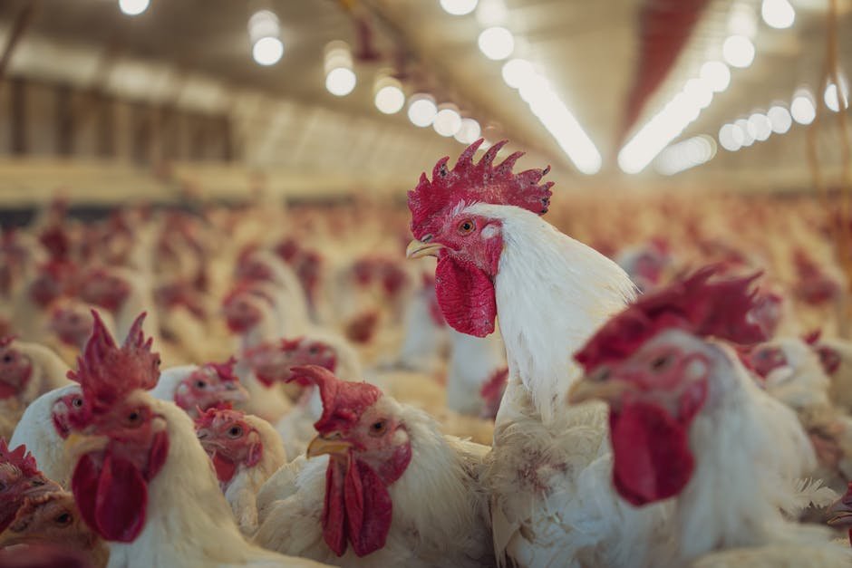 Galpão de produção avícola com galinhas brancas