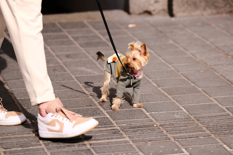 Cachorro caminhando ao lado de tutor em rua