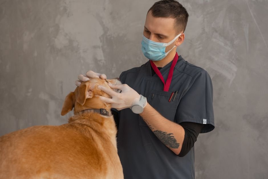 Castracao gratuita de caes e gatos no DF: como conseguir vaga