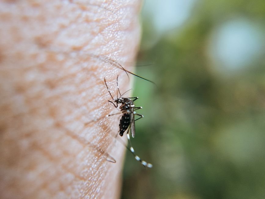Dengue cai no DF, mas SES-DF mantem alerta para o proximo ciclo