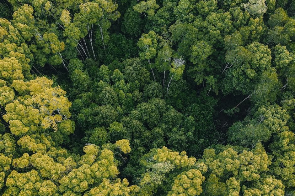 Desmatamento na Amazonia cai 61,4% em maio, aponta Inpe