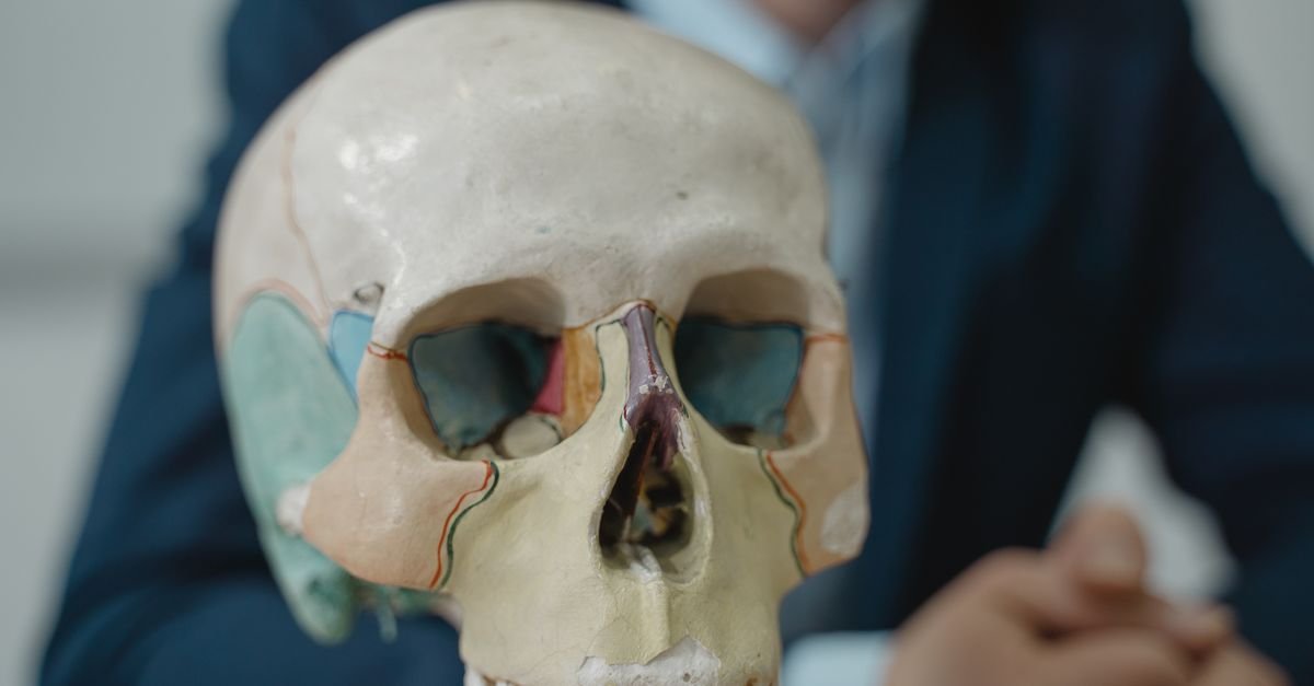 Modelo anatômico de crânio usado em aulas de anatomia