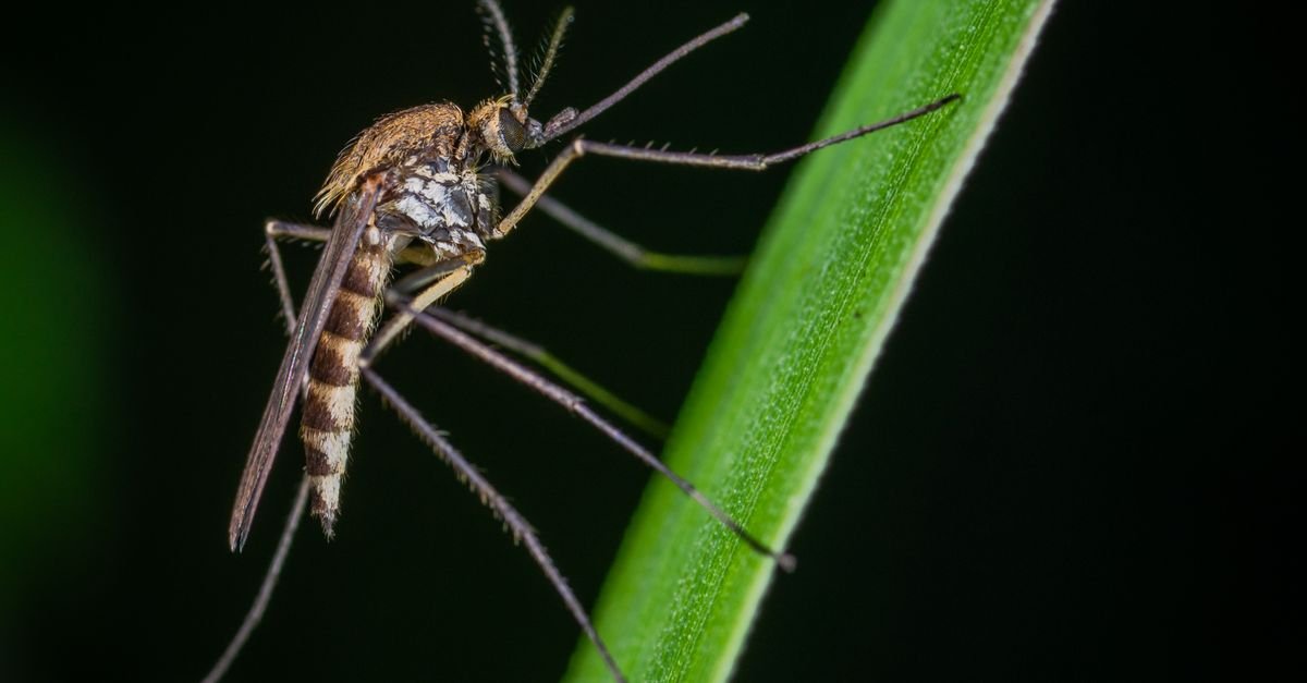 Mosquito pousado em folha verde, em fotografia macro
