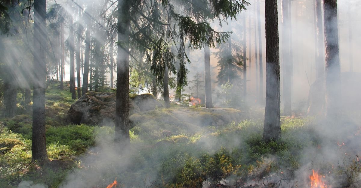 Fumaça densa e chamas rasteiras entre troncos de uma floresta de coníferas