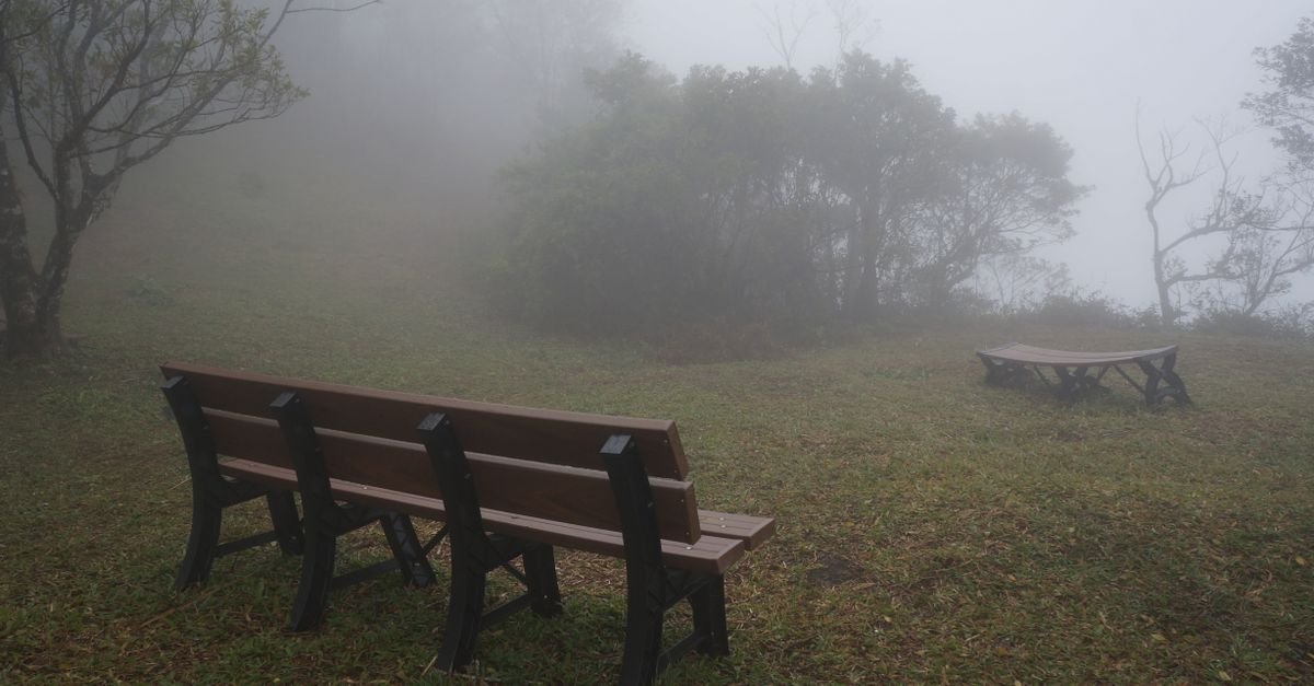Bancos de madeira vazios em área verde arborizada sob neblina