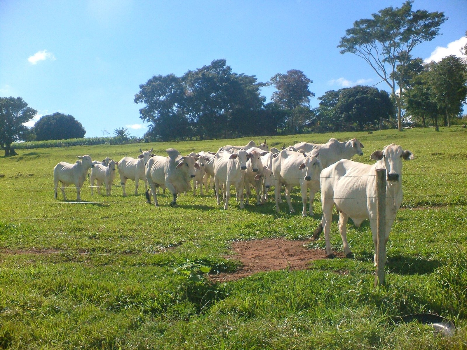 Rebanho de gado nelore em pasto cercado por arame, sob céu azul