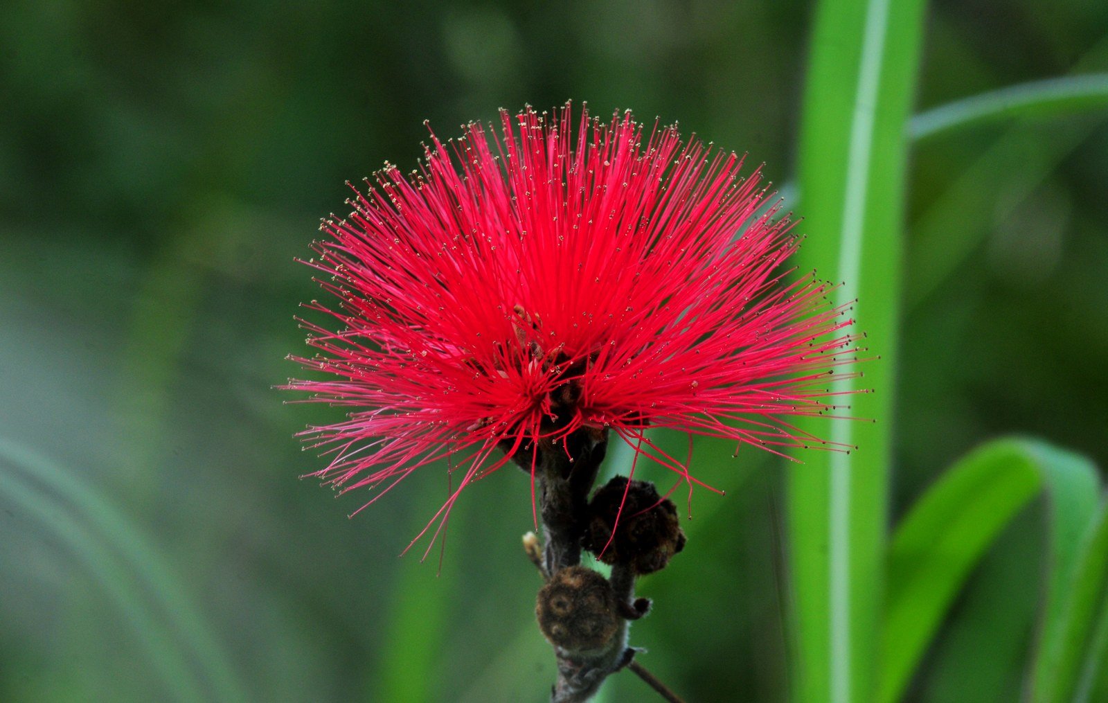 Flor vermelha de arbusto do Cerrado em foco, com folhagem verde ao fundo, na Estação Ecológica de Águas Emendadas, no DF (foto de arquivo)