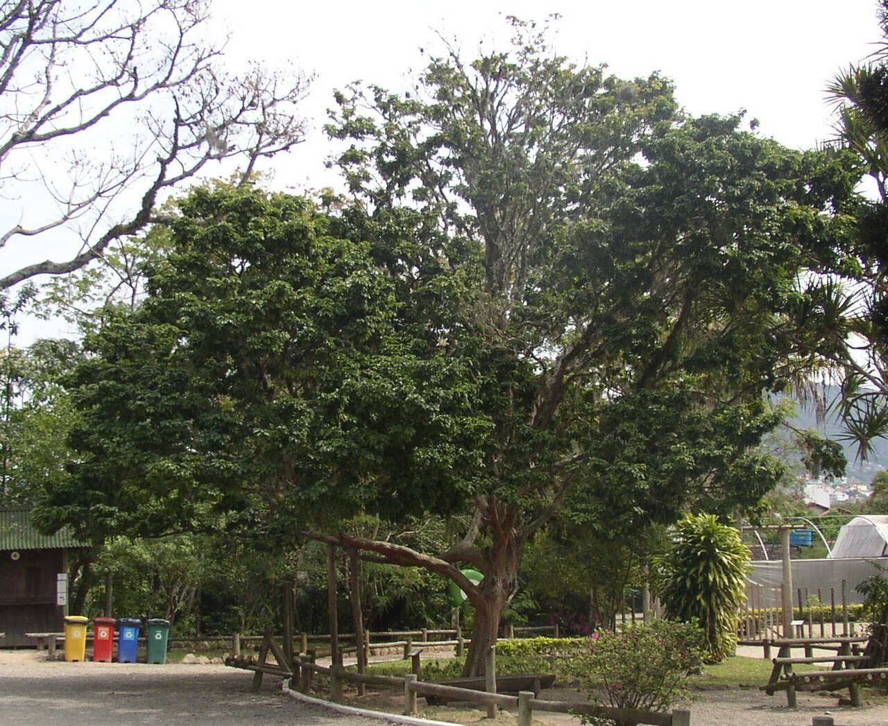 Árvore de pau-brasil em parque, com copa densa e cerca de madeira ao redor