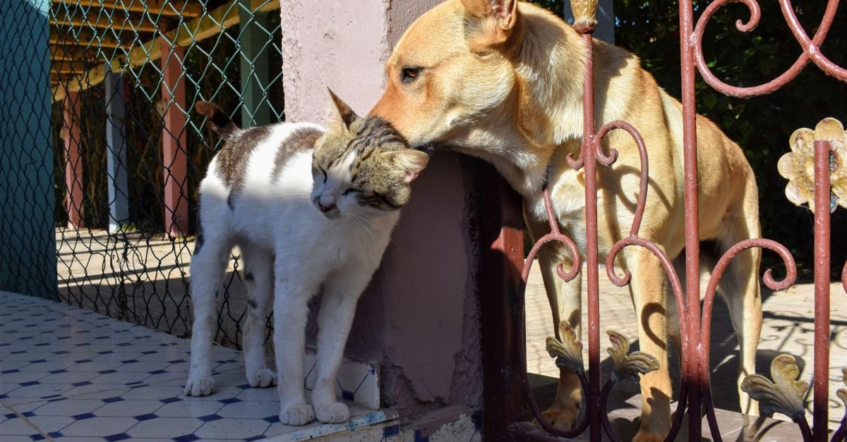 Cão e gato lado a lado junto a um portão