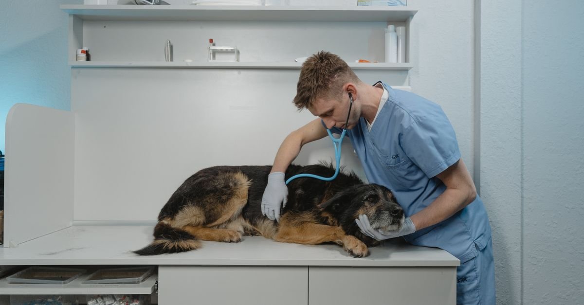Veterinario de uniforme azul examina cao deitado sobre mesa de clinica com estetoscopio