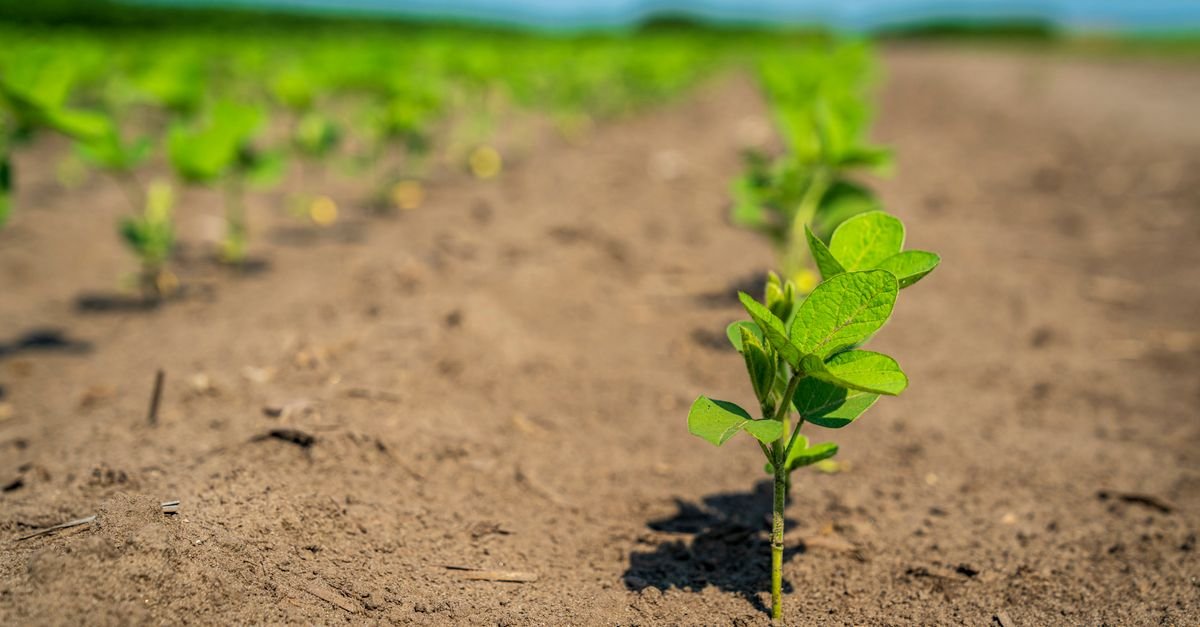 Muda de soja recém-brotada em fileira de plantio, com solo em primeiro plano