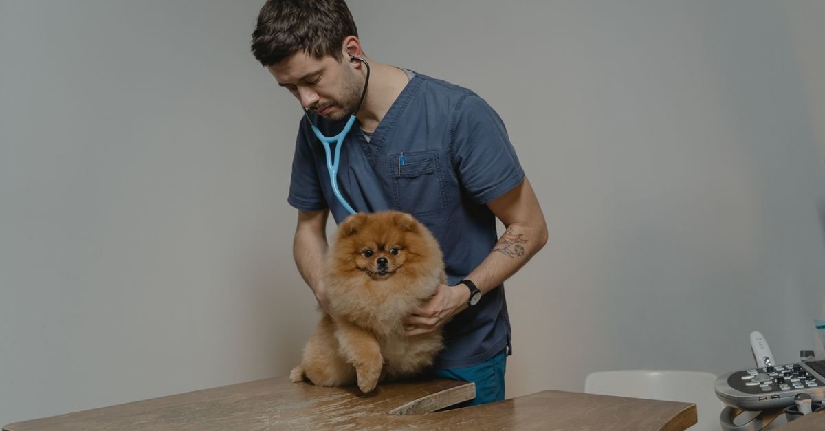 Veterinário ausculta com estetoscópio um cão de pequeno porte sobre a mesa de atendimento