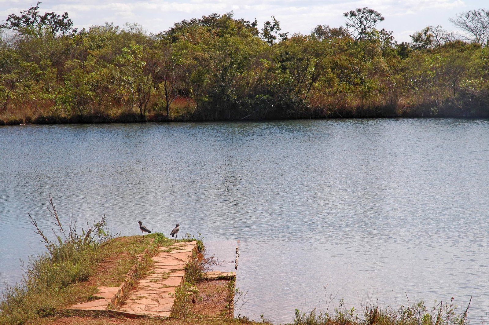 Lago cercado de vegetação de cerrado no Parque Nacional de Brasília, foto de arquivo