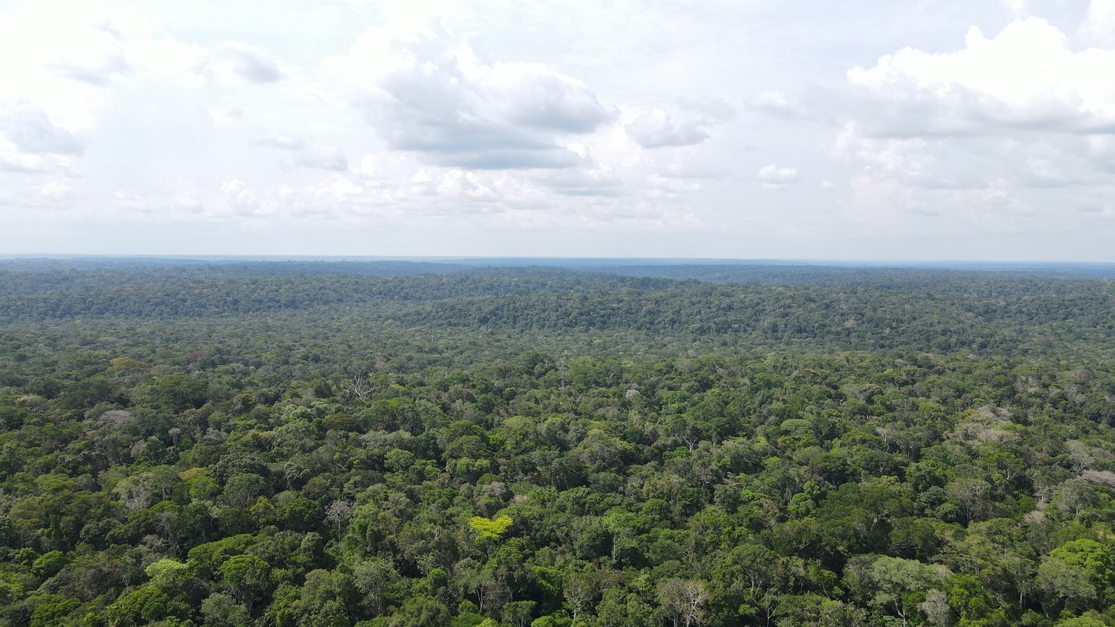 Vista aérea de floresta amazônica contínua sob céu nublado