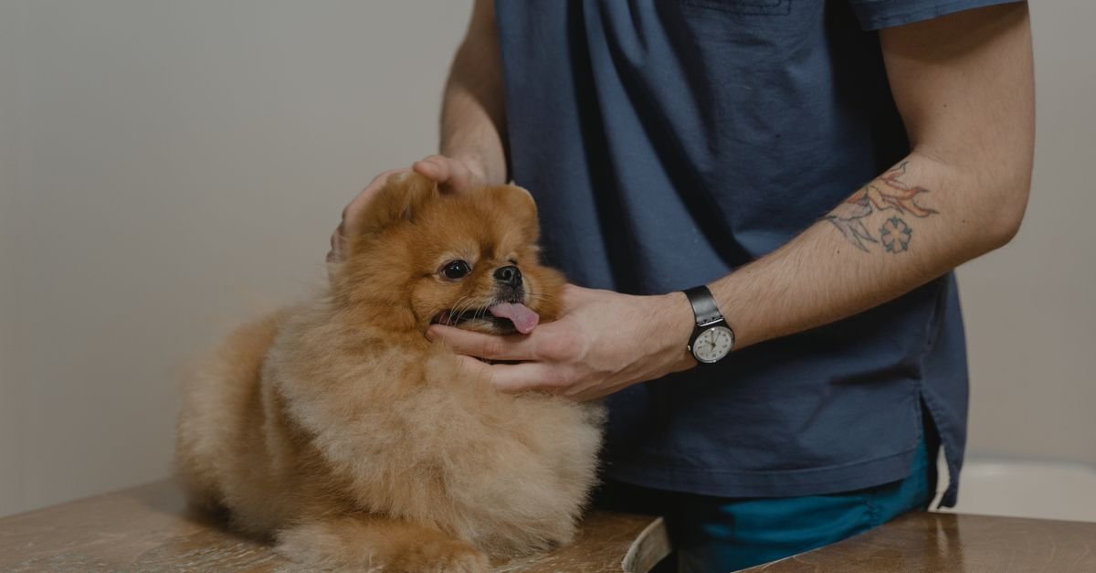 Veterinário examina cão de pelagem longa sobre mesa de atendimento em clínica