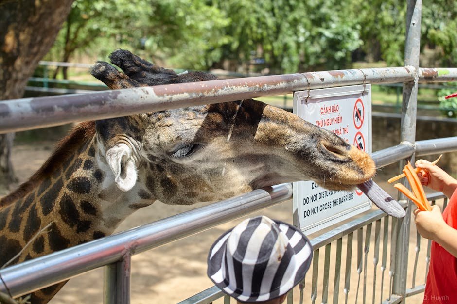 Zoológico de Brasília celebra 66 anos da capital com quatro dias de programação gratuita